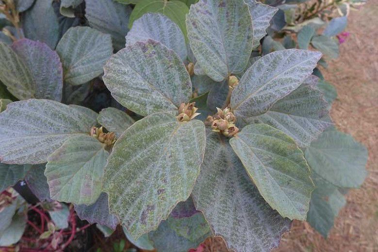 Fothergilla Blue Shadow